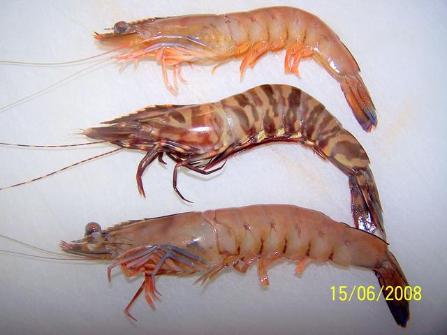 Big Tiger prawn Big Tiger prawn